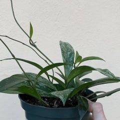 Hoya White Splash