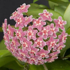 Hoya Carnosa Jade, with 5.5 inches white decor pot