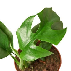 Mini Monstera