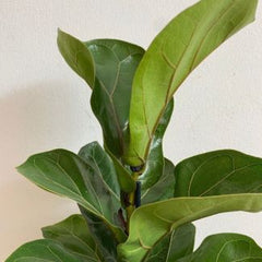 ficus lautretta bambino small