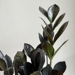 ZZ Plant Black Raven