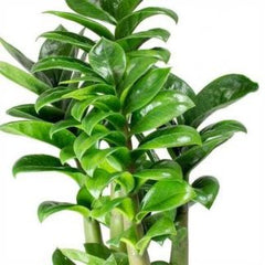 ZZ Plant Zenzi