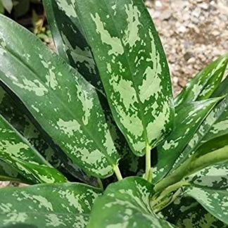 Aglonema Malay Beauty