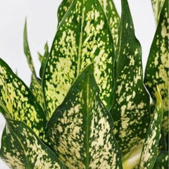 Aglonema Snow White