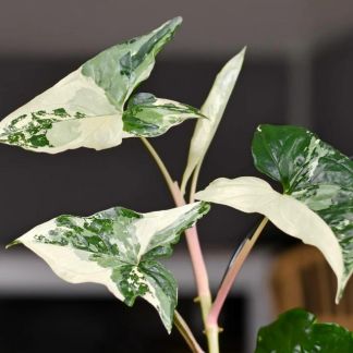 Syngonium albo variegata