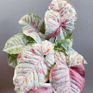 Syngonium Milk Confetti