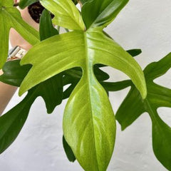 Philodendron Florida Ghost Green