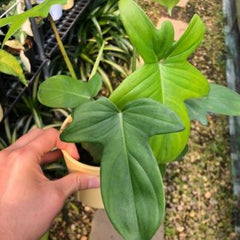 philodendron laciniatum