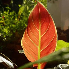 Philodendron Subhashtatum