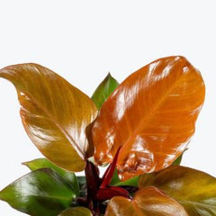 Philodendron Sun Red