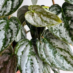 Philodendrons Brandtianu