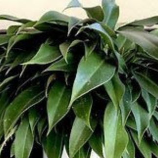 Philodendron LIttle Phil