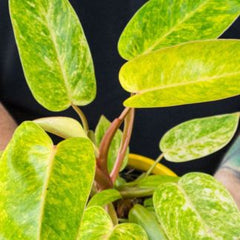 philodendron painted lady