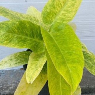 Philodendron calkins gold