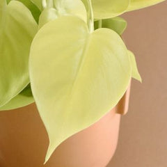 Philodendron Heart Leaf Lemon Lime