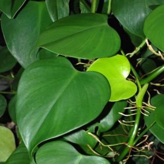 Philodendron Microstictum