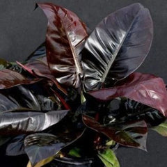 Philodendron Black Cardinal
