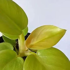 Philodendron melononii gold