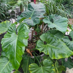 Philodendrons Giganteum