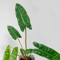 Philodendron billietiae