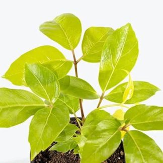 Schefflera Golden Amate