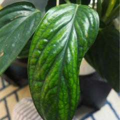 Monstera peru