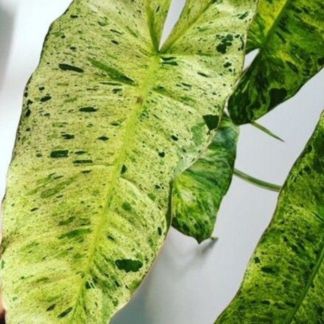 Philodendron Paraiso Verde Variegated