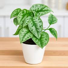 Satin Pothos, with 5.5 inches White Decor Pot