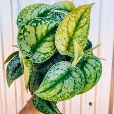Satin Pothos, with 5.5 inches White Decor Pot