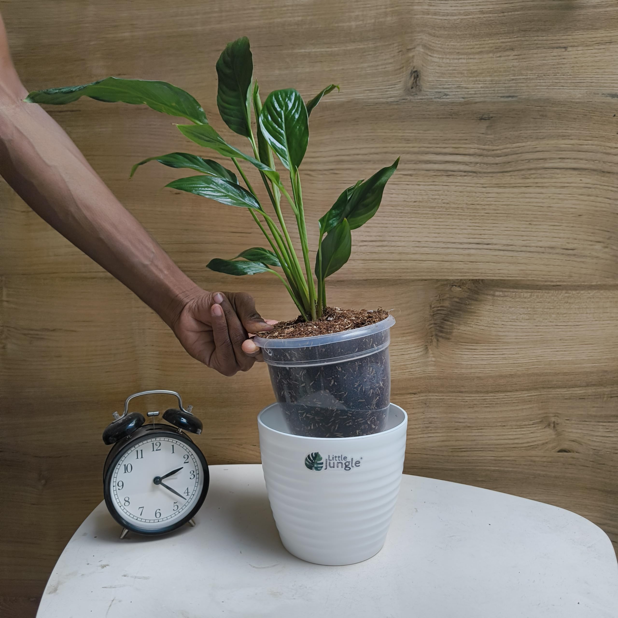 Peace Lily, with 5.5 inches white decor pot
