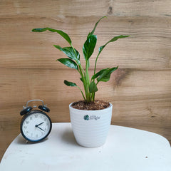 Peace Lily, with 5.5 inches white decor pot