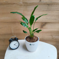 Peace Lily, with 5.5 inches white decor pot