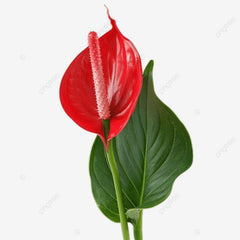 Anthurium Red, with 5.5 inches white decor plant