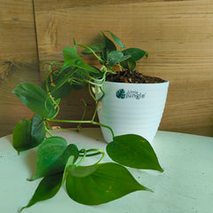 Philodendron Heart Leaf Green