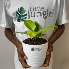 Philodendron Moonlight
