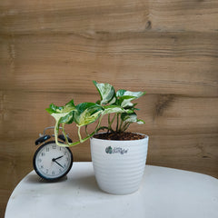 Manjula Pothos