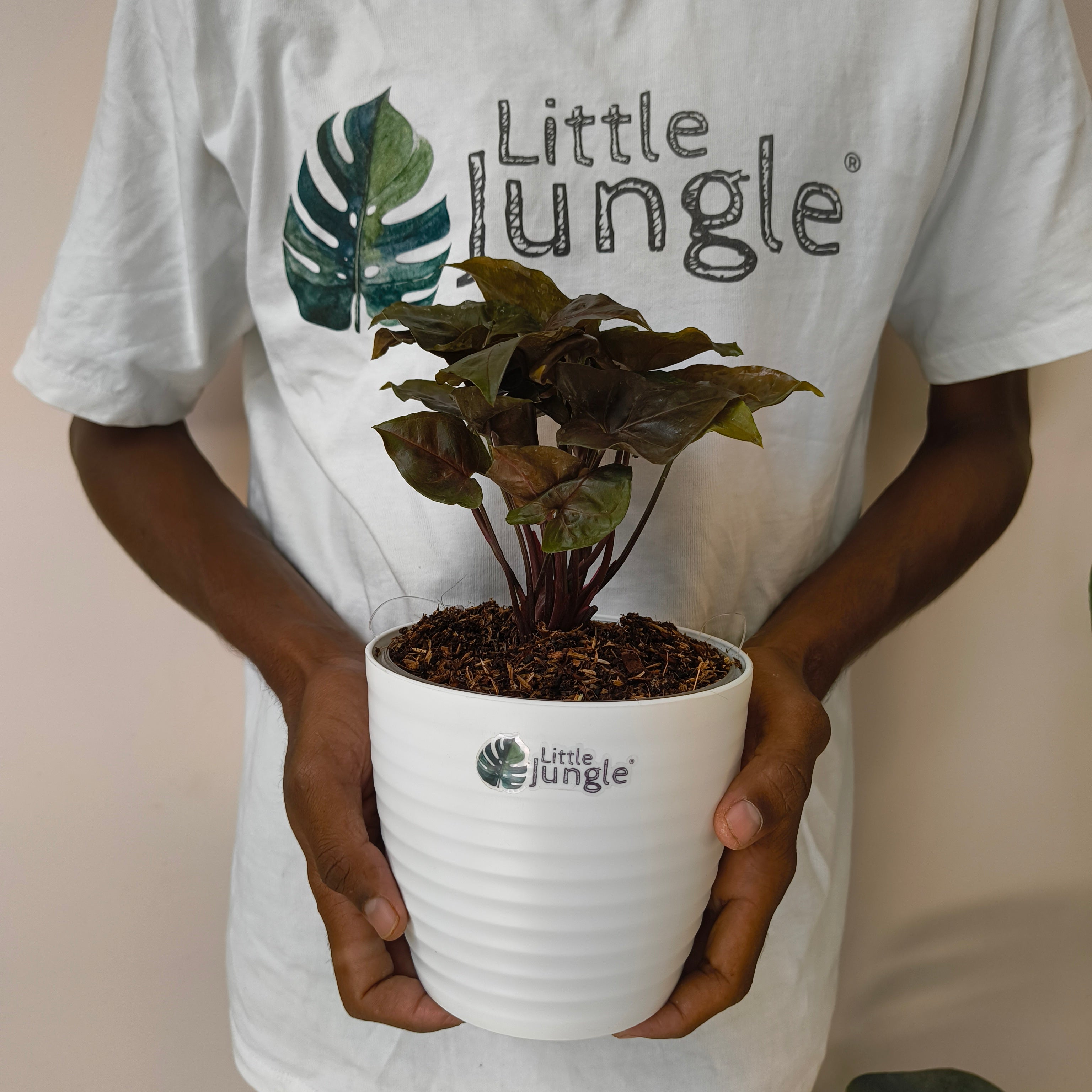 Syngonium Red Plum Allusion