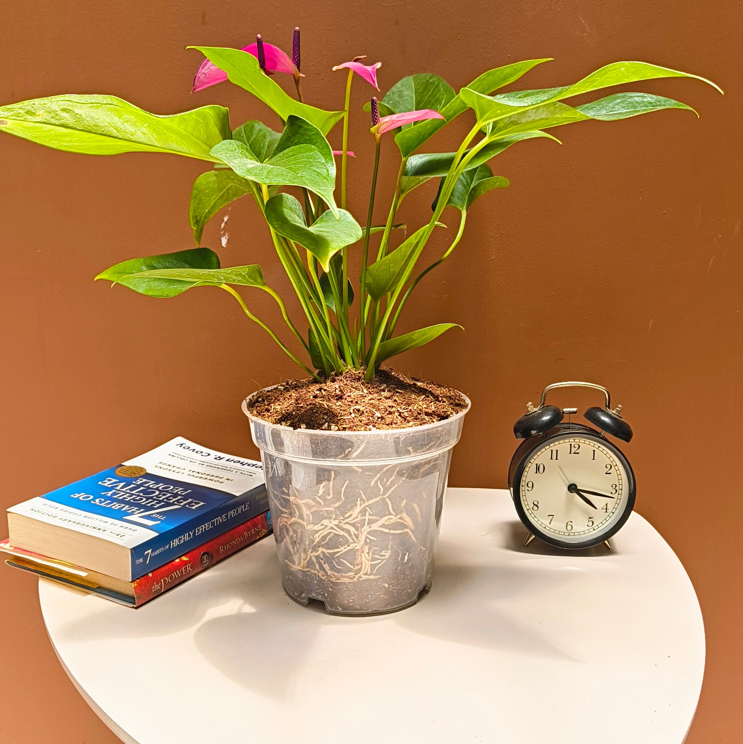 6.5 inches Transperant Pots (Pack of 10) For Root & Water Monitoring