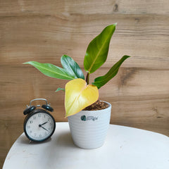 philodendron prince of orange