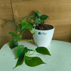 Philodendron Heart Leaf Green