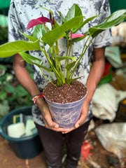 6.5 inches Transperant Pots (Pack of 10) For Root & Water Monitoring
