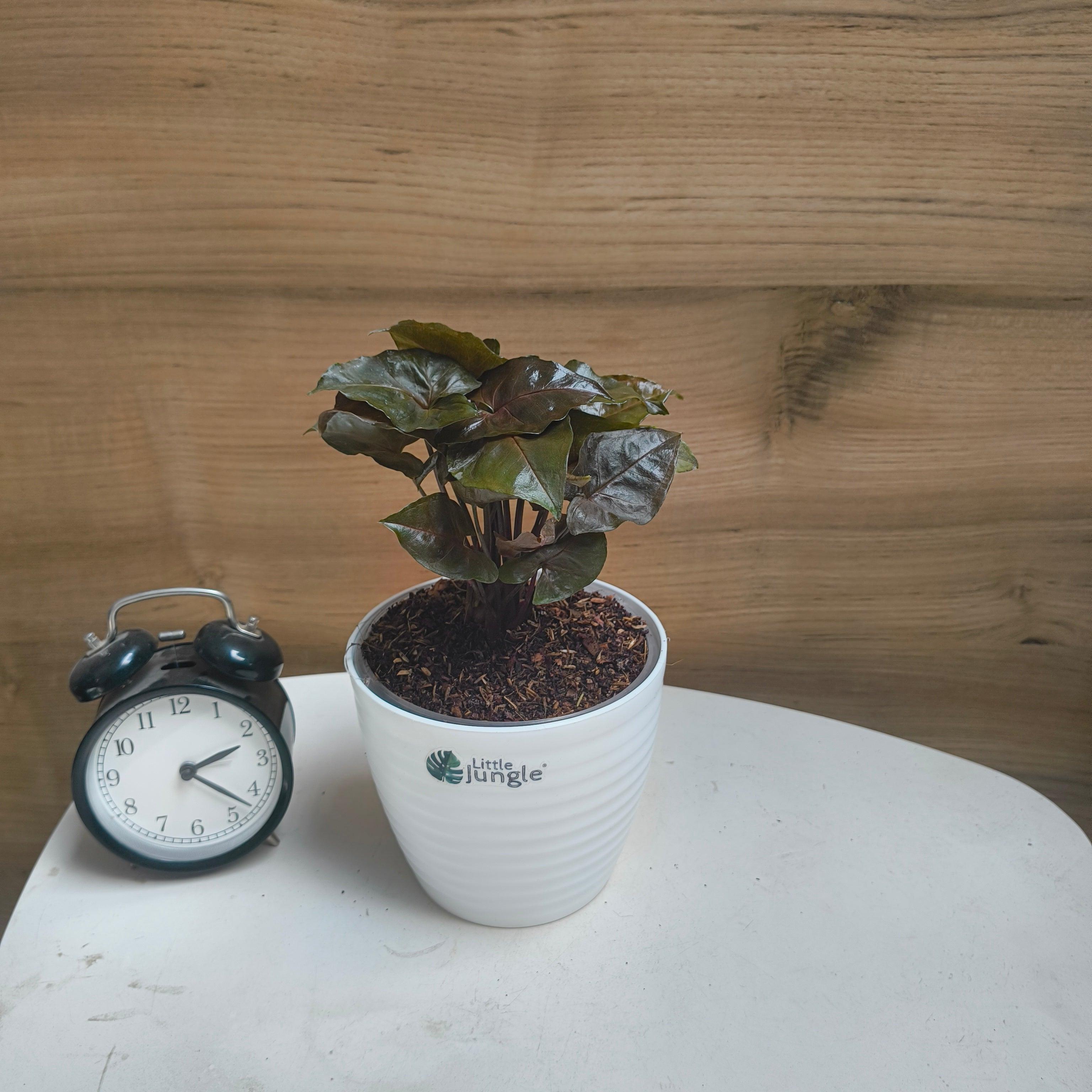 Syngonium Red Plum Allusion