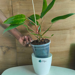 philodendron painted lady