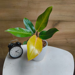 philodendron prince of orange