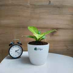 Philodendron Moonlight