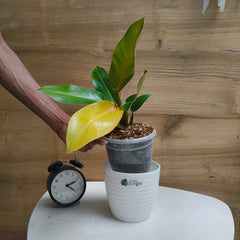 philodendron prince of orange