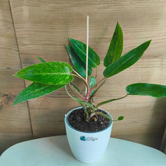 philodendron painted lady