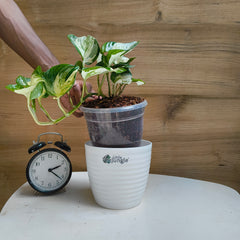 Manjula Pothos