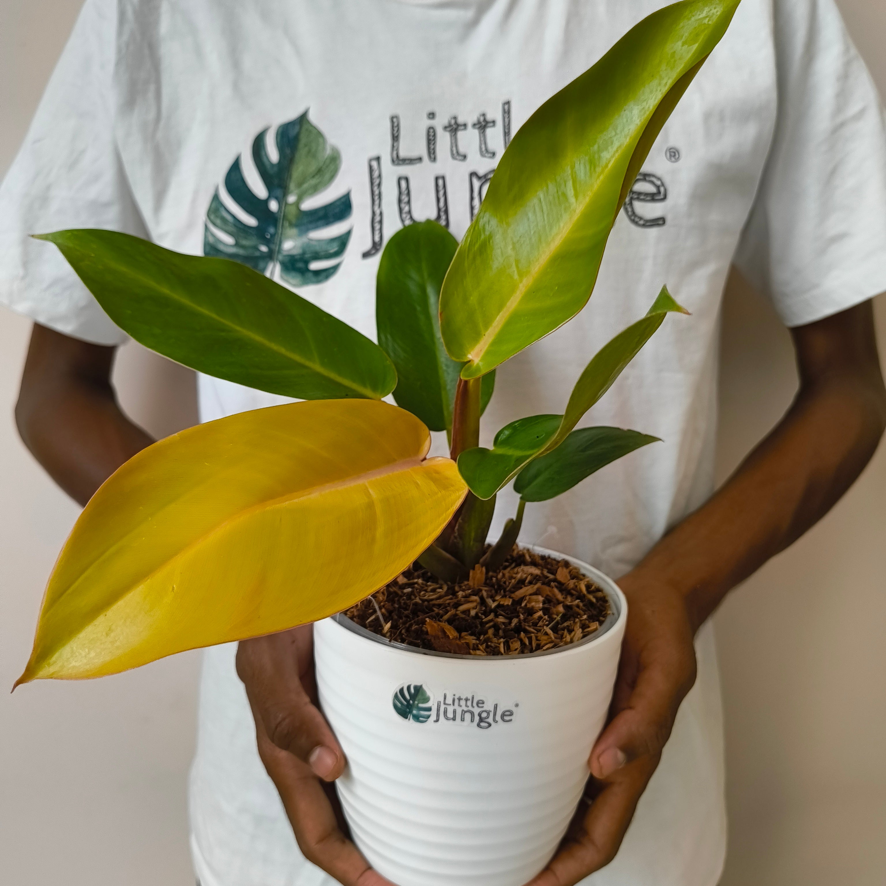 philodendron prince of orange