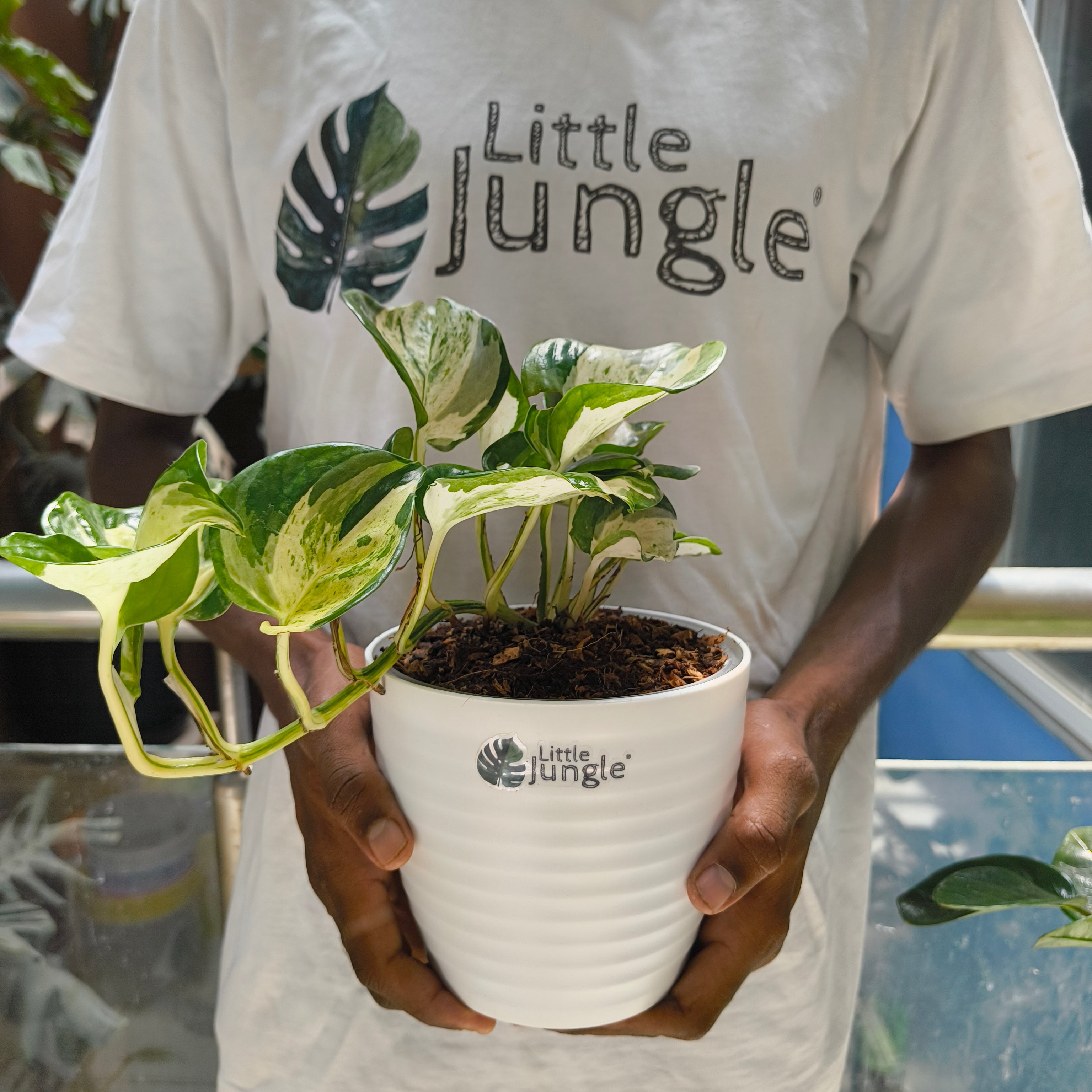 Manjula Pothos